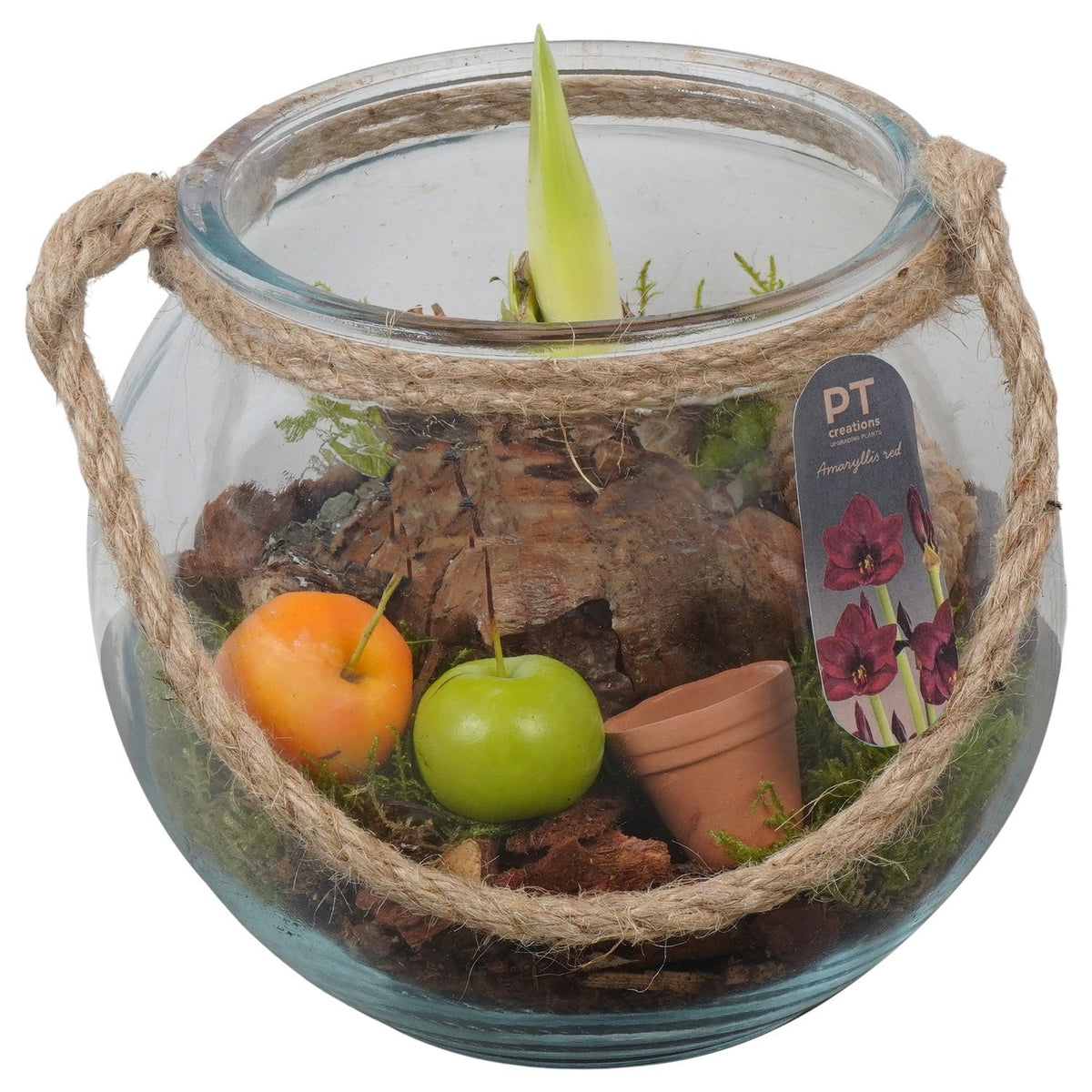 Hippeastrum arrangement 21cm 18cm Pot