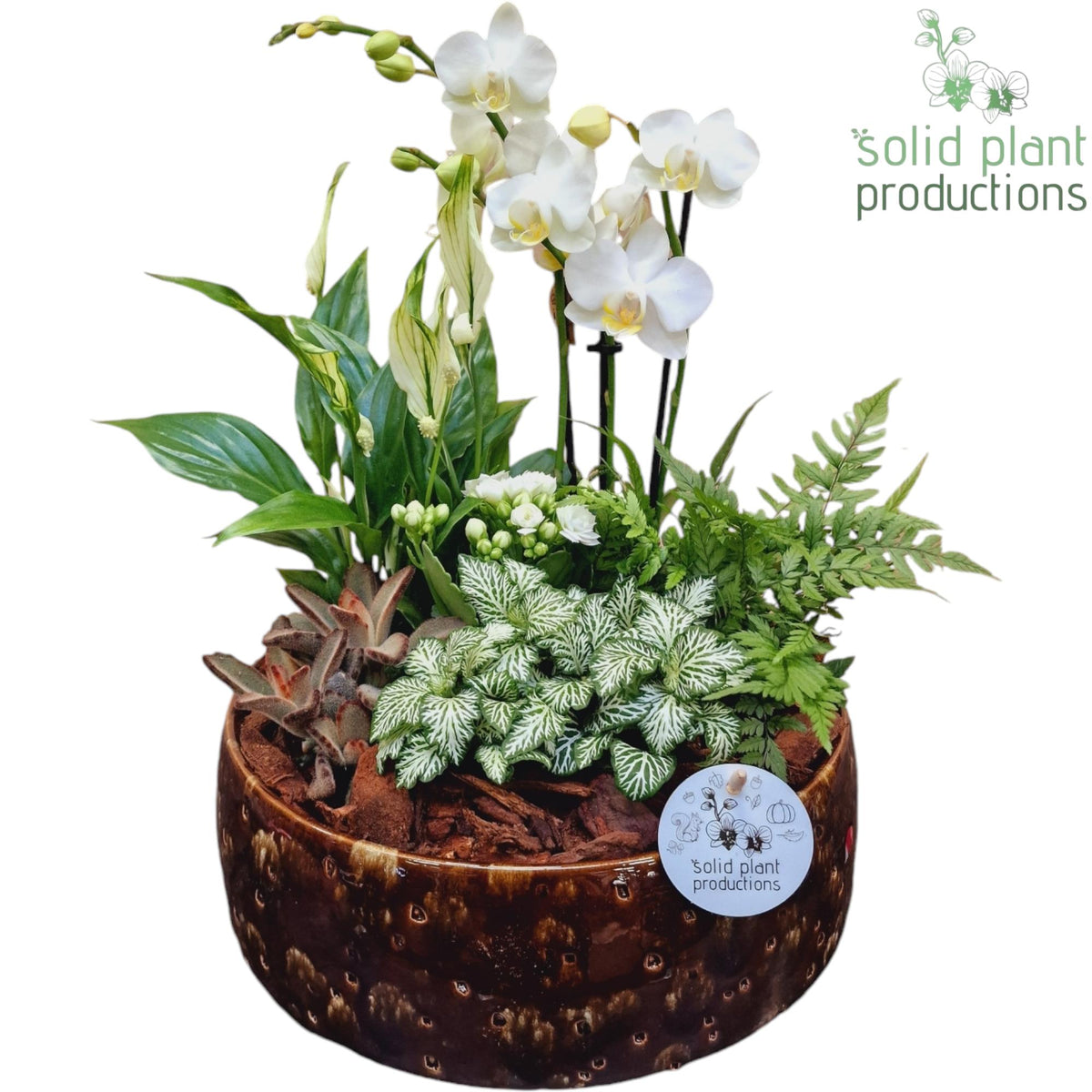 PH103 Sophia Brown 9cm 2-3Tak 50cm 28cm Pot