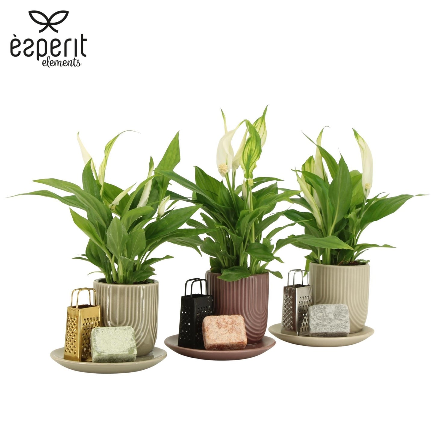 Esperit Elements Vof Spathiphyllum arrangement Pack of 6
