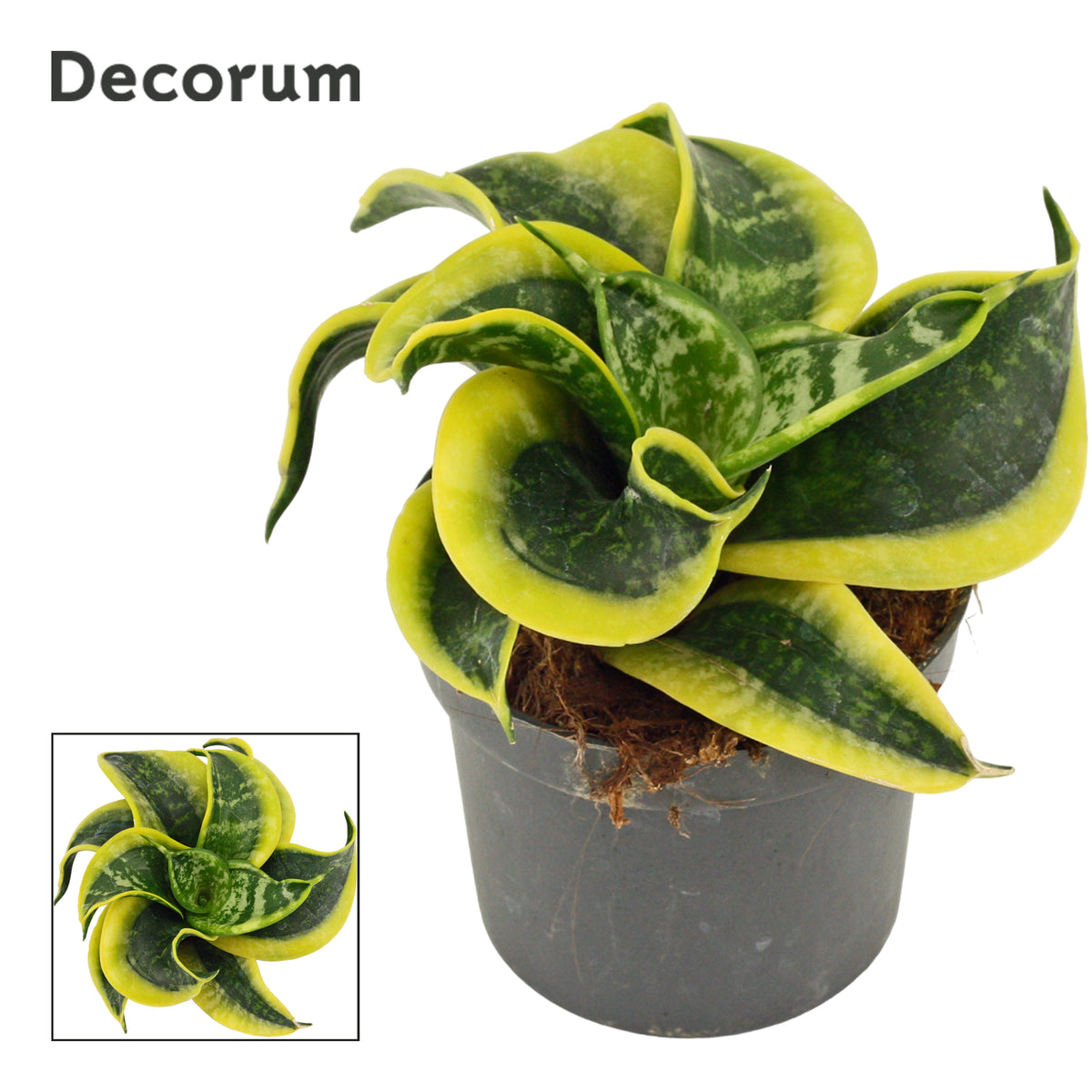 Sansevieria Hahnii 16cm 9cm Pot