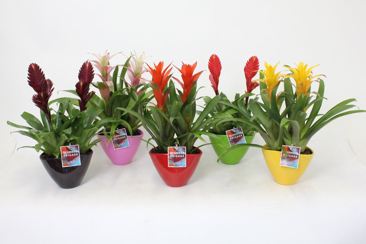 Bromelia mix 45cm 16cm Pot