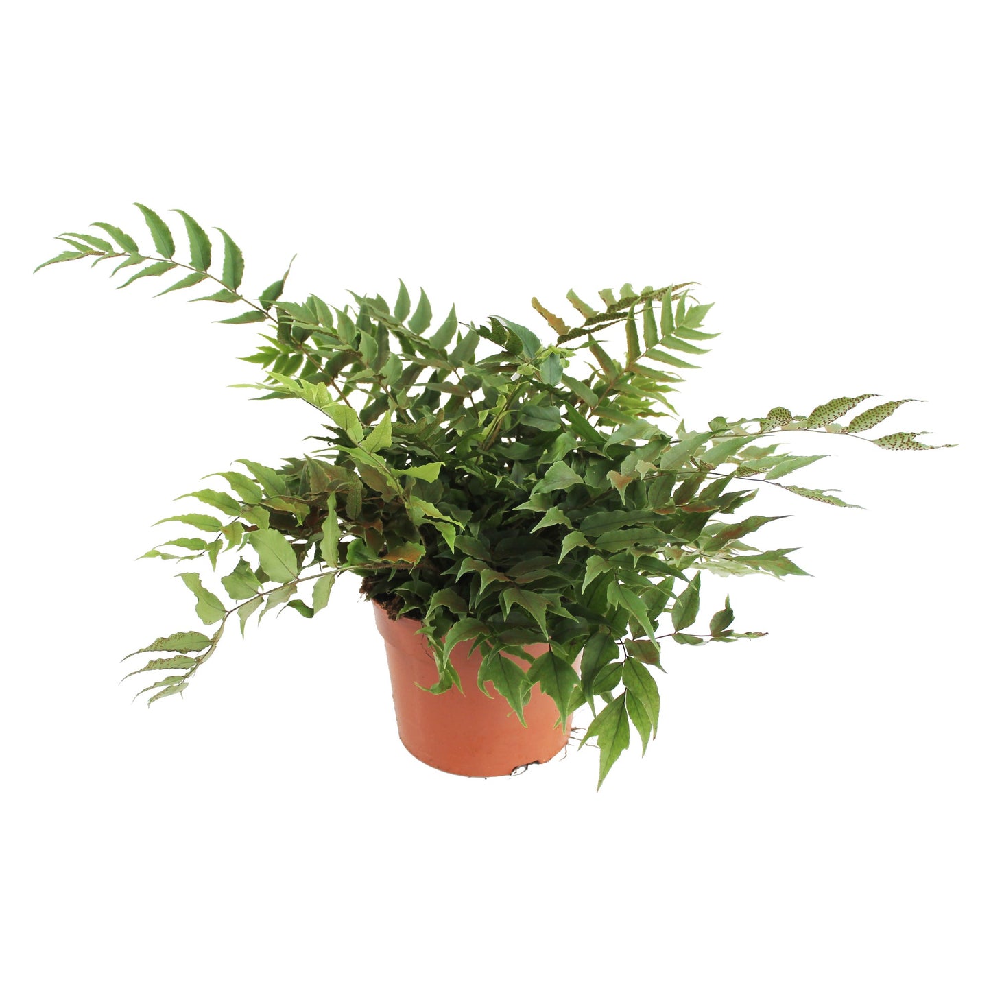 Cyrtomium Clivicola 45cm 24cm Pot
