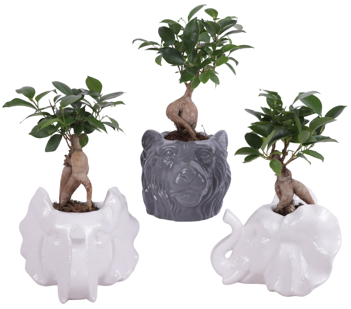 Ficus Ginseng 25cm 16cm Pot