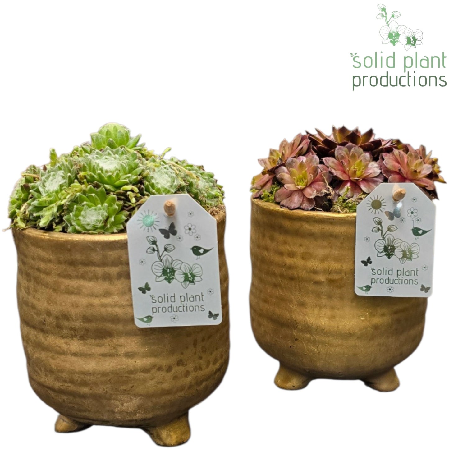SMP016 Gold Pot Sempervivum 18cm 12cm Pot