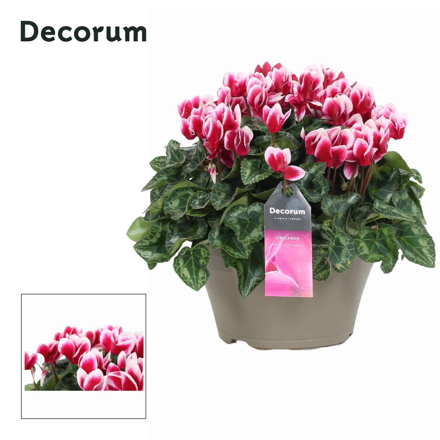 Cyclamen Lovely Moments 30cm 22cm Pot