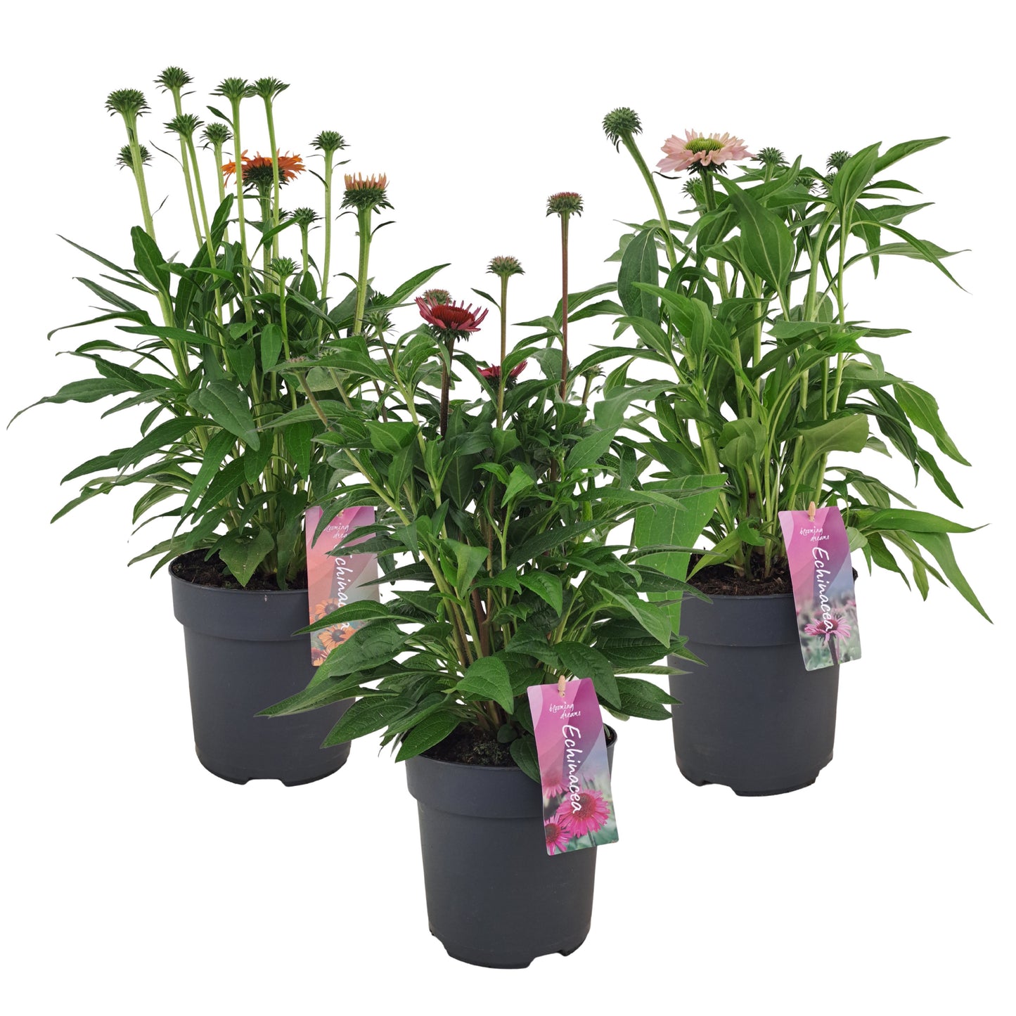 Echinacea purpurea mix 50cm 17cm Pot