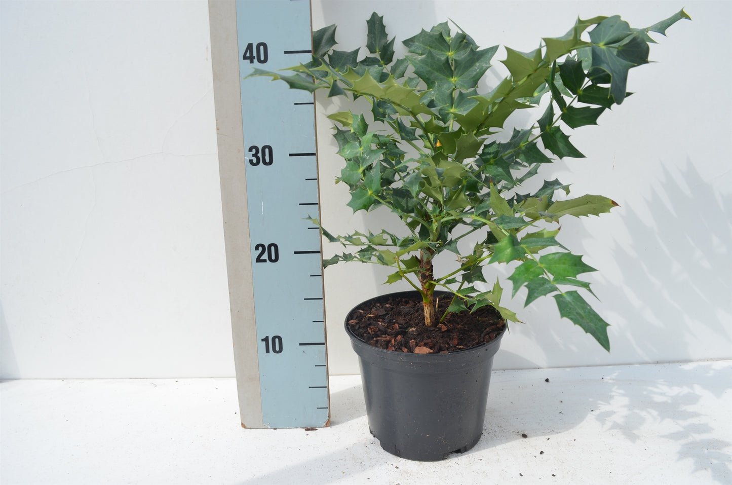 Roessel Tuinpl. VOF, B. v. Mahonia med. Winter Sun Pack of 6
