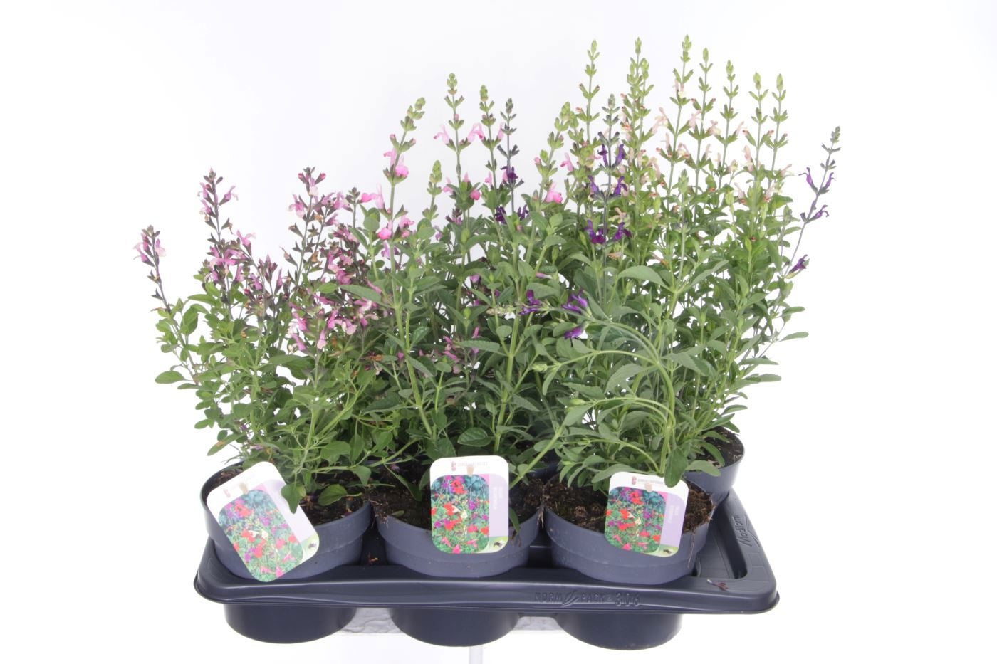Salvia microphylla 60cm 17cm Pot