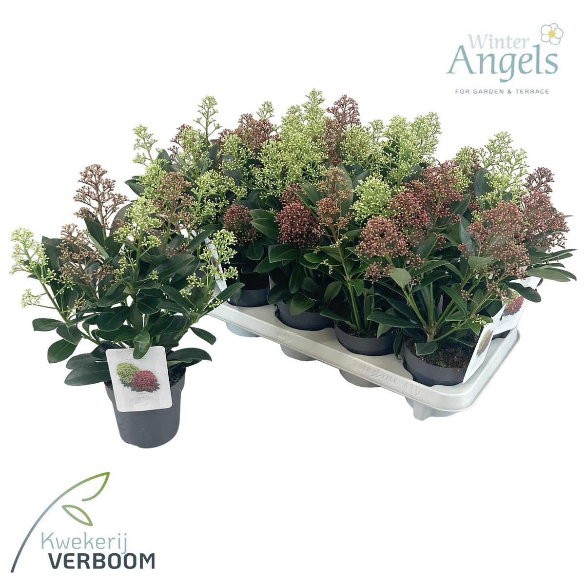 Skimmia japonica 40cm 10.5cm Pot