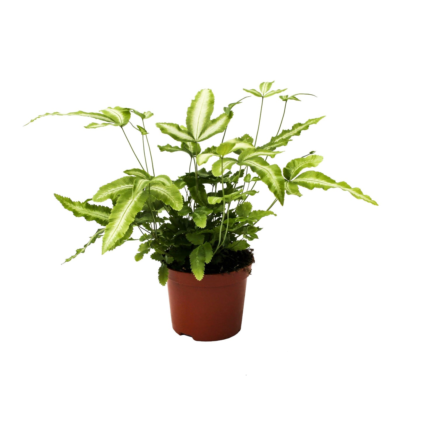 Pteris Albolineata 20cm 8.5cm Pot