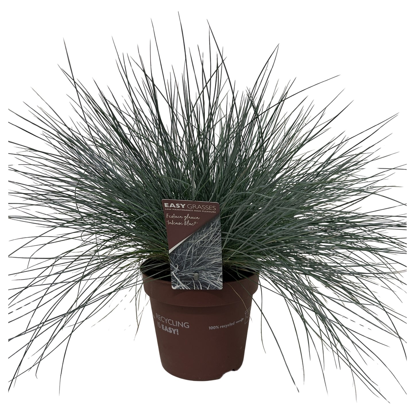 Festuca Intense Blue 30cm 17cm Pot