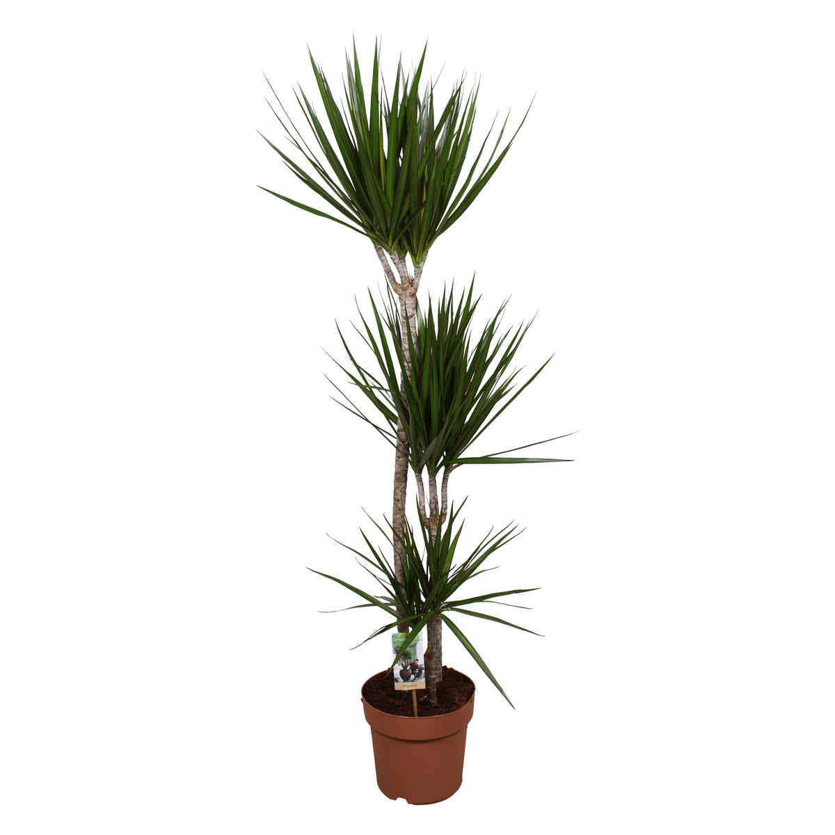 Dracaena marginata 160cm 24cm Pot