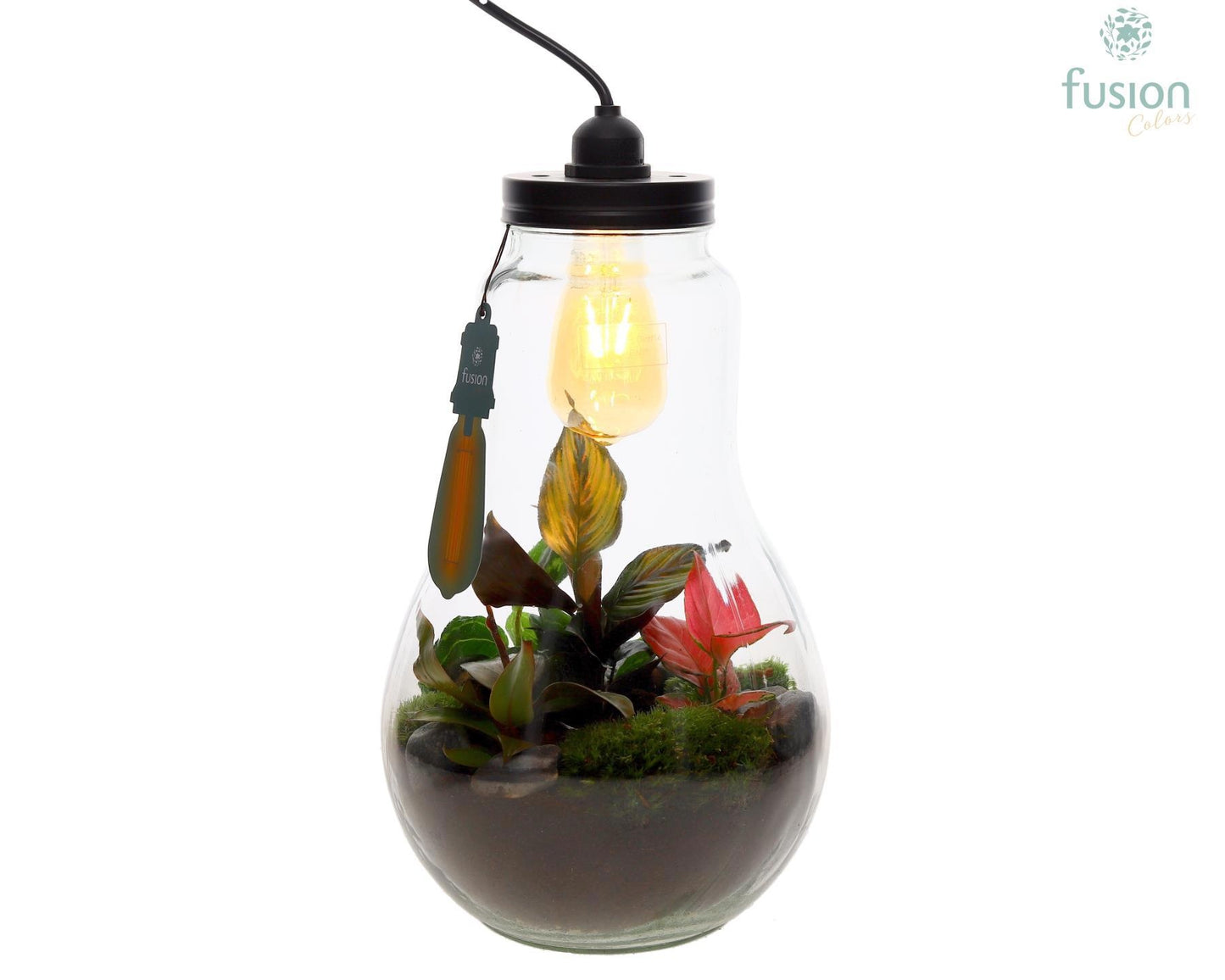 Glas Terrarium XXL met verlichting met Trendy groene planten 43cm 24cm Pot