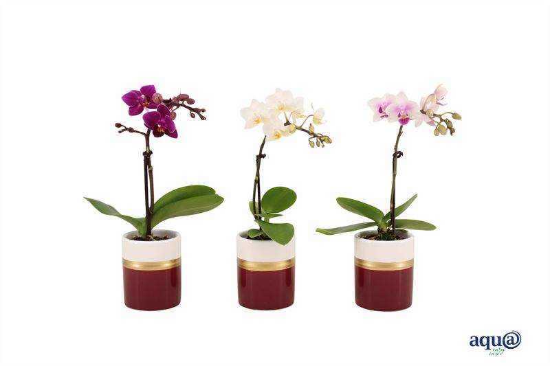 Phalaenopsis hybrid 17cm 6cm Pot