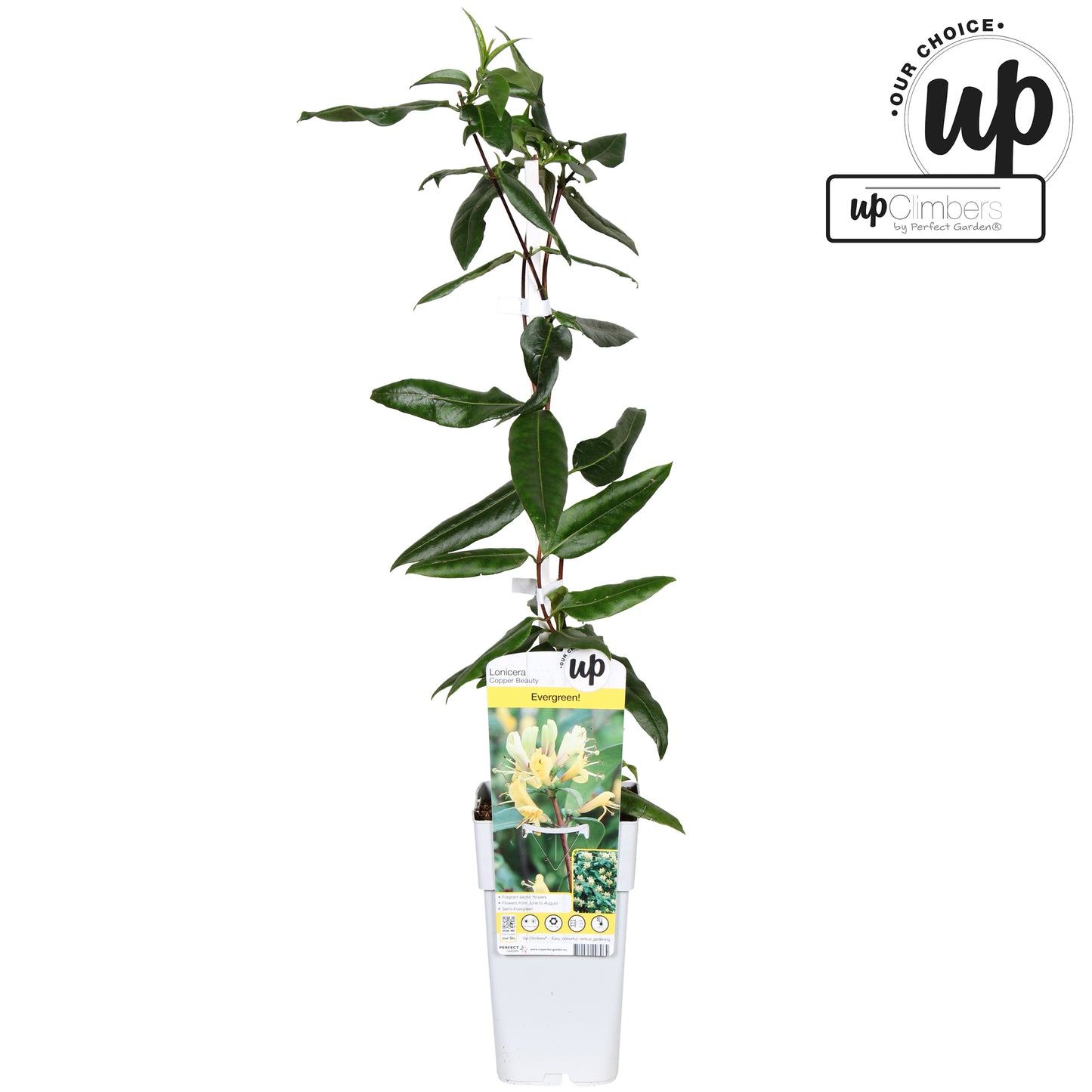 Lonicera Copper Beauty 65cm 15cm Pot
