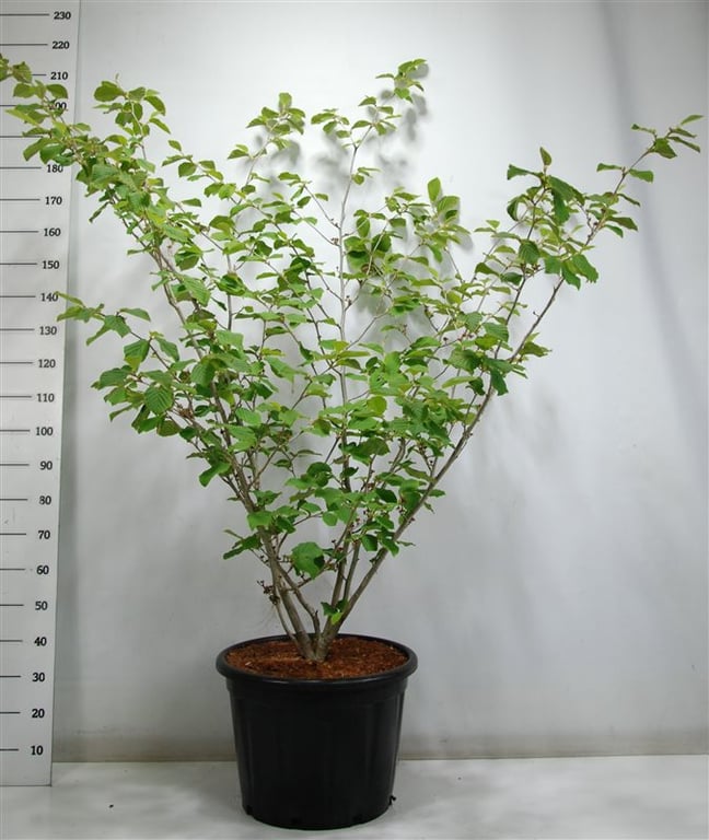 Bloemenkampen BV, Hkw. de Hamamelis int. Westerstede Pack of 1