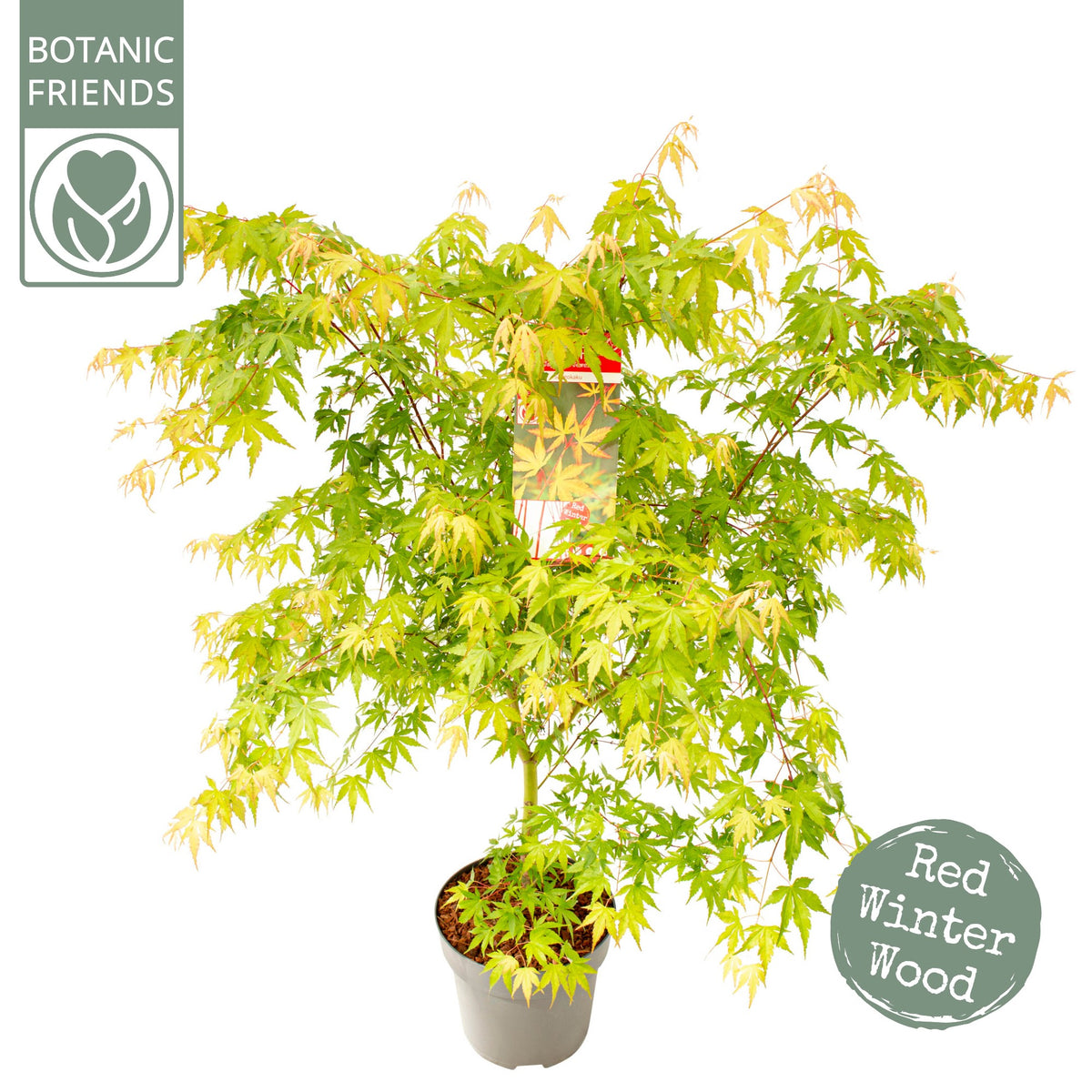 Acer Sangokaku 100cm 29cm Pot
