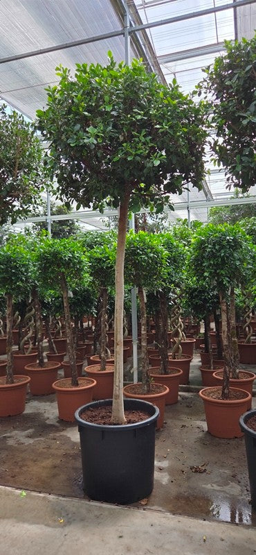 Ficus benjamina 375cm 70cm Pot