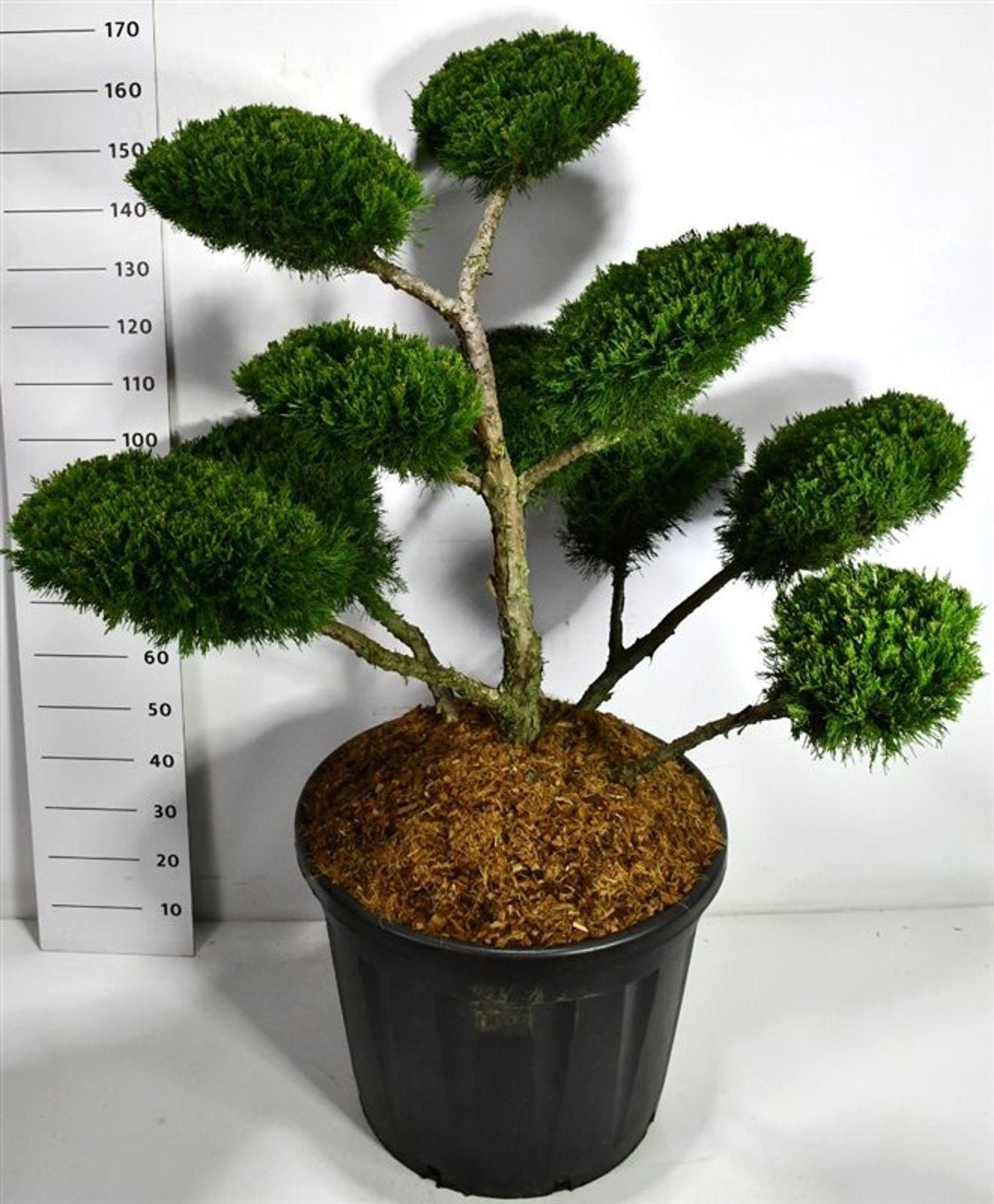 Juniperus Mint Julep 170cm 65cm Pot