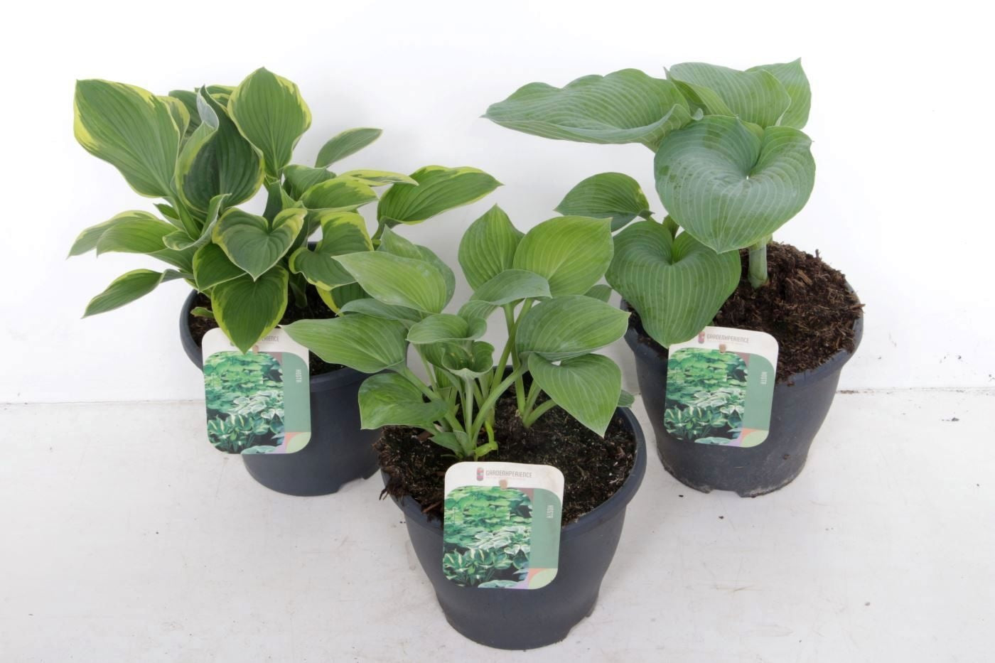Noordpoel BV, Kw. de Hosta mix Pack of 1