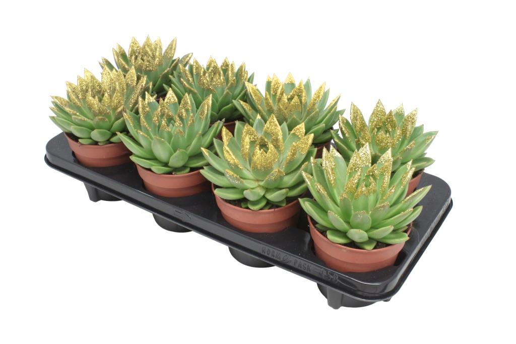 Miranda + gold Natureglit® points 15cm 12cm Pot