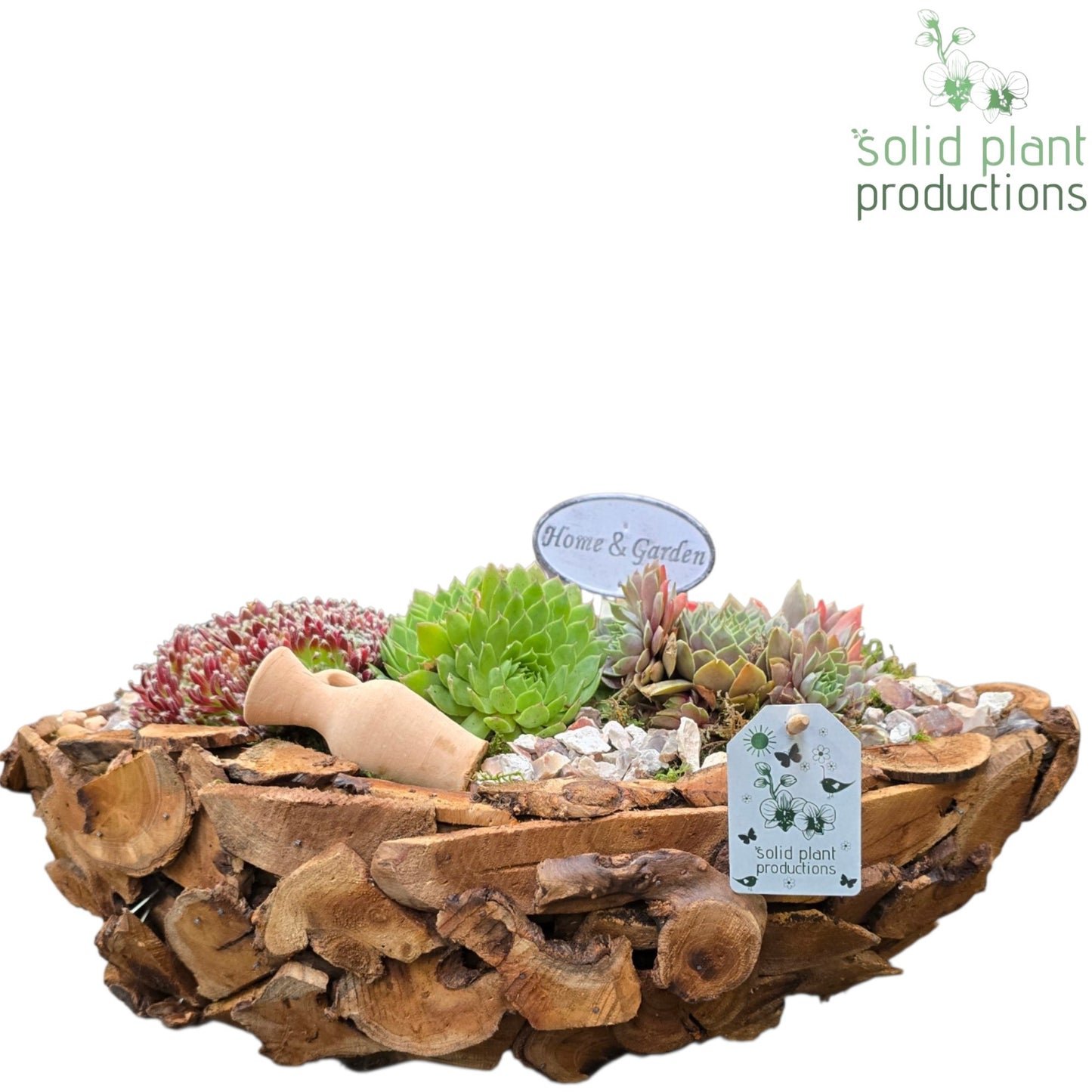 Sempervivum arrangement 22cm 40cm Pot