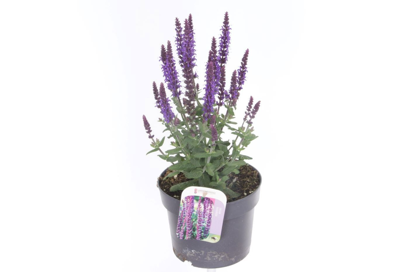 Salvia nemorosa mix 45cm 17cm Pot