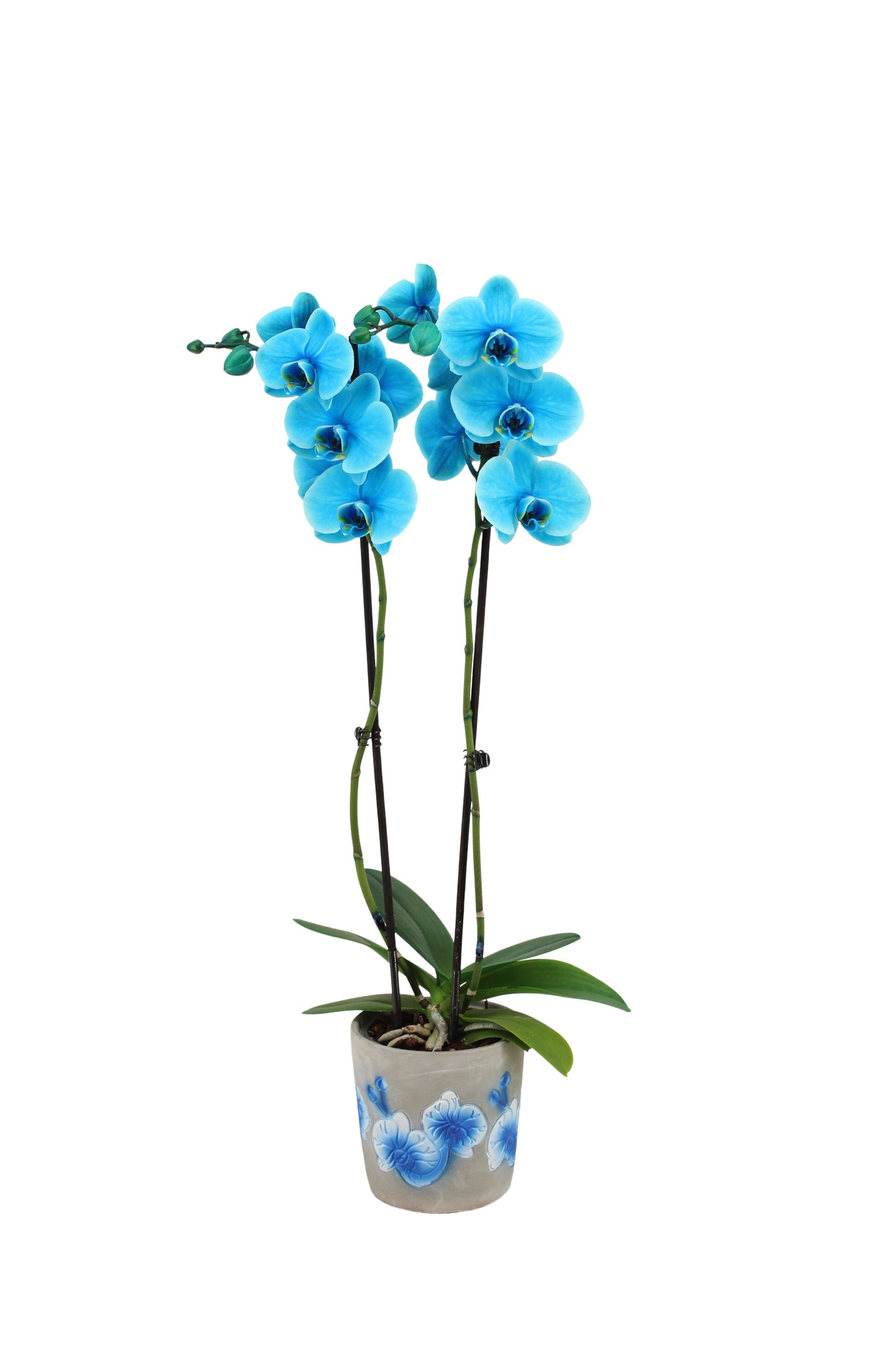 Phalaenopsis Royal ocean blue 55cm 12cm Pot