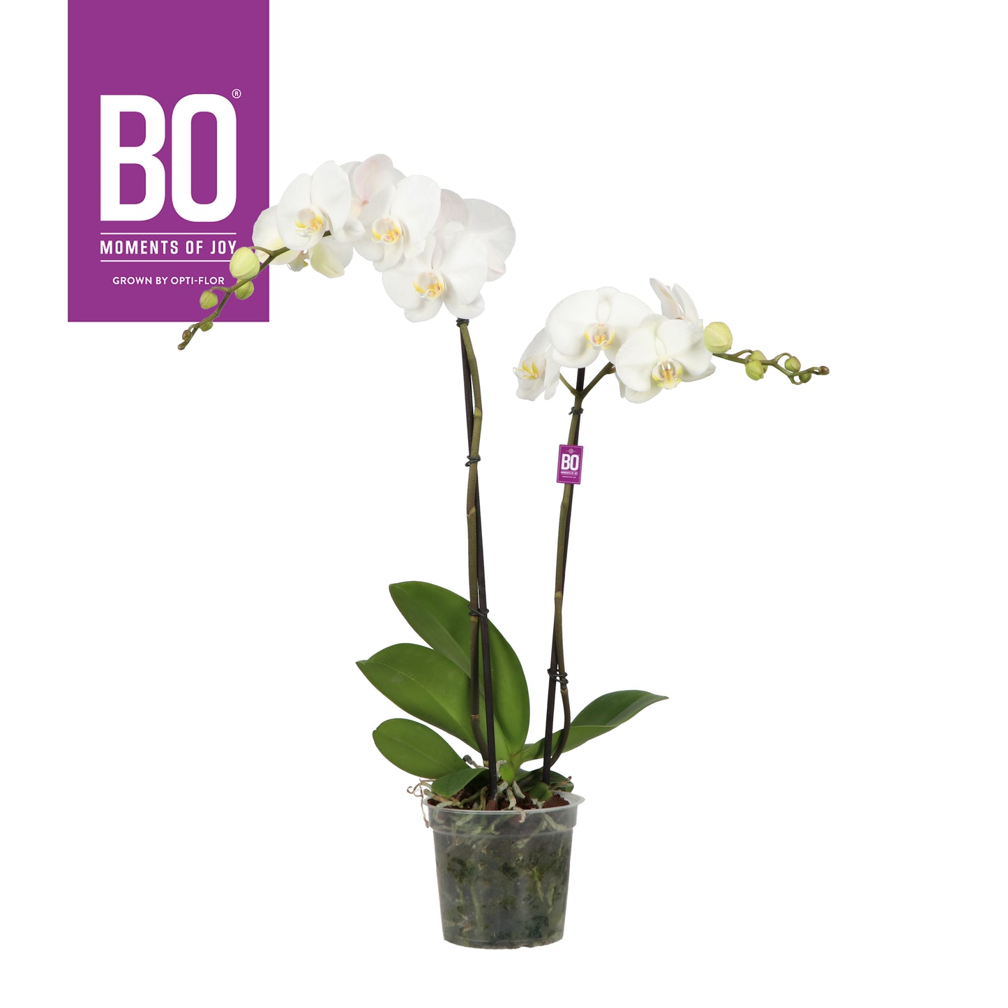 Phalaenopsis Fortuno white 70cm 15cm Pot