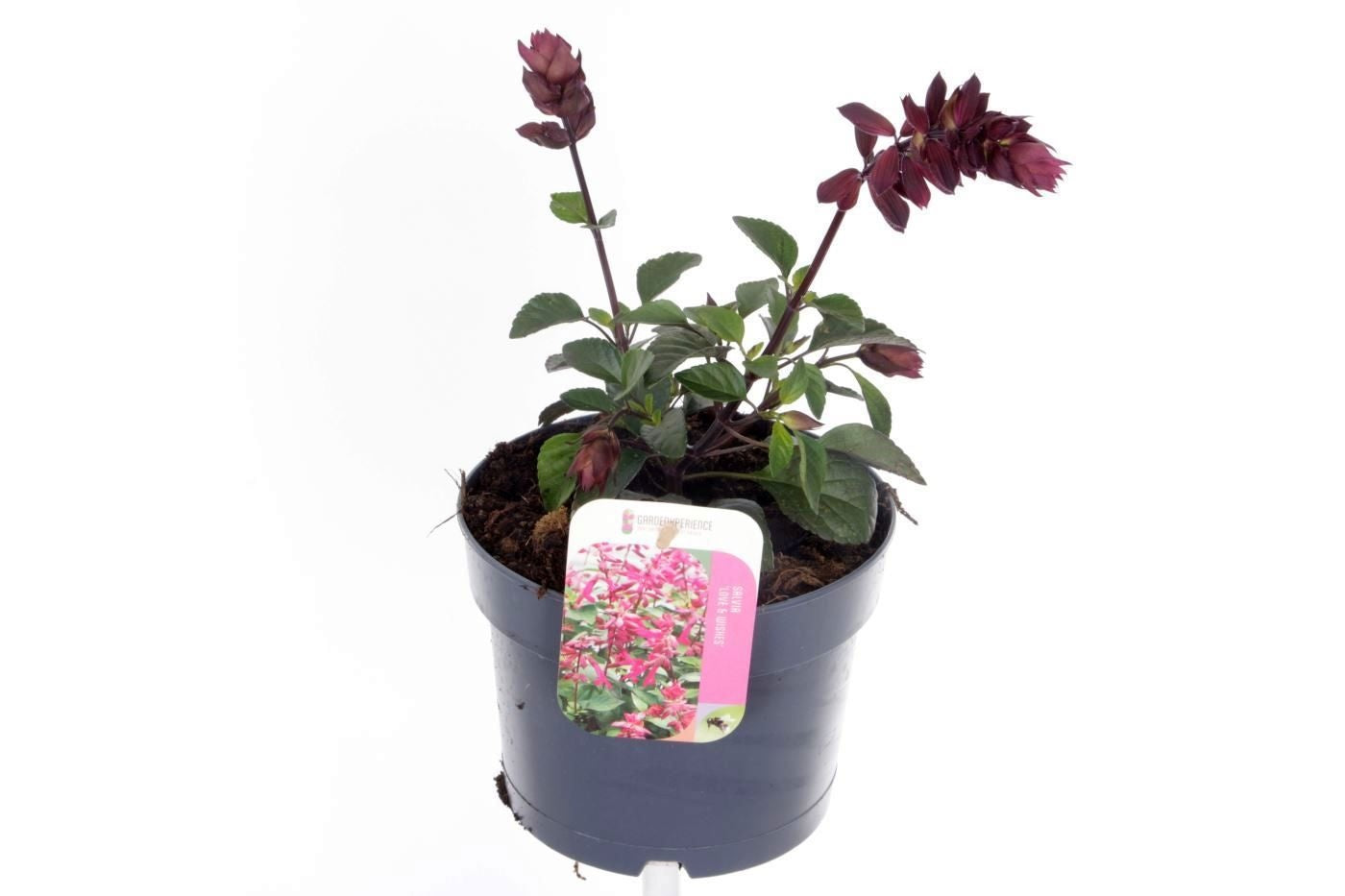 Salvia officinalis 25cm 17cm Pot