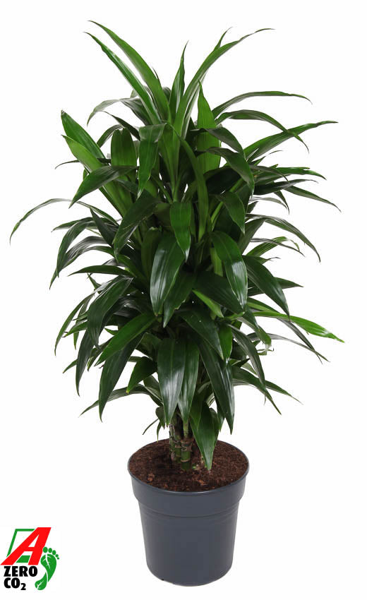 Dracaena fragrans Janet Craig branched 120cm 27cm Pot