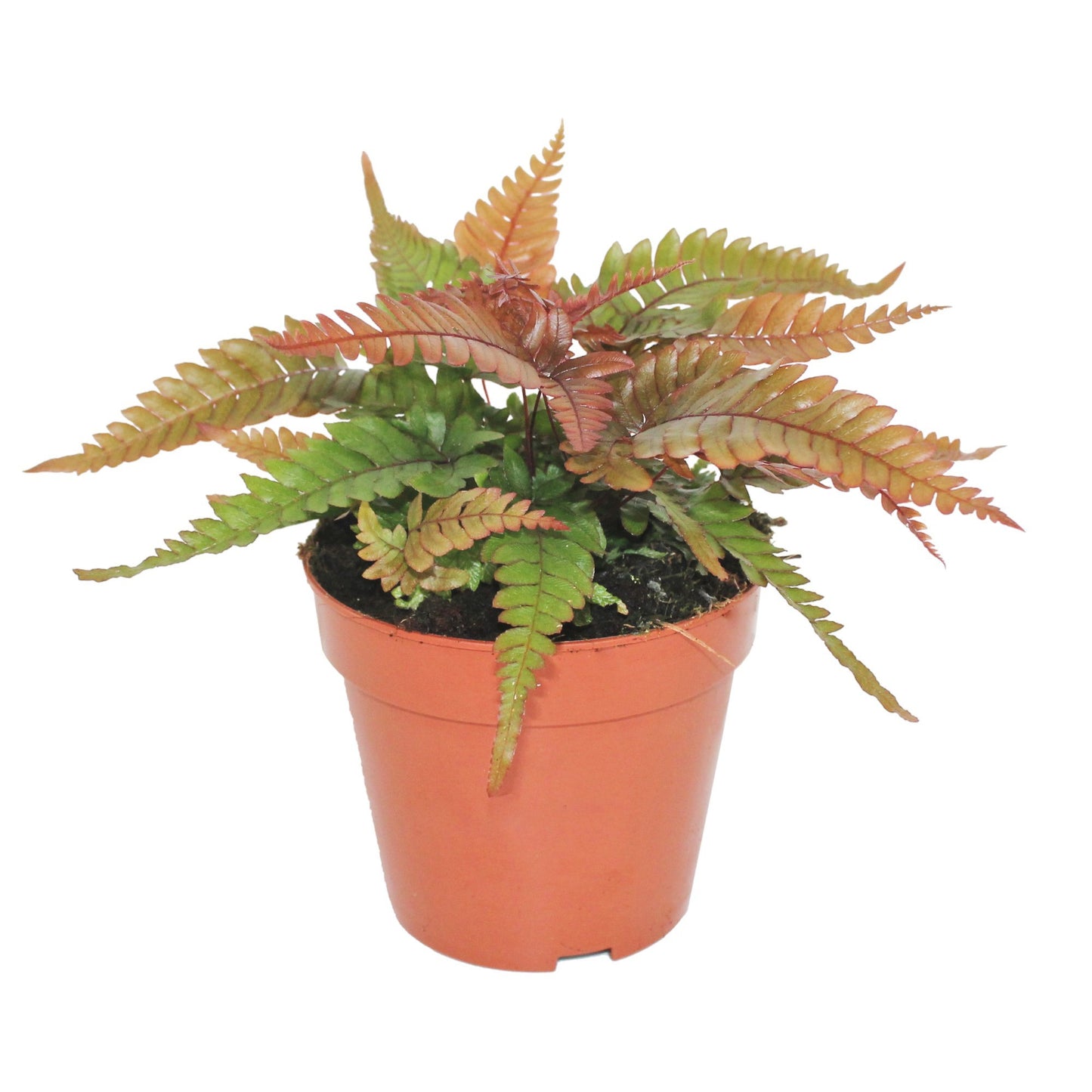 Pteris Tricolor 25cm 12cm Pot