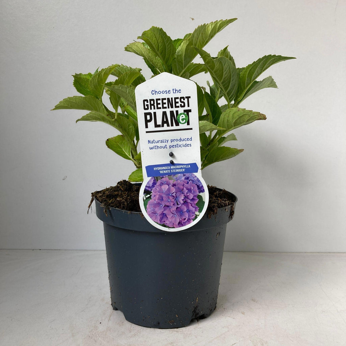 Hydrangea macr. Renate Steiniger 25cm 19cm Pot