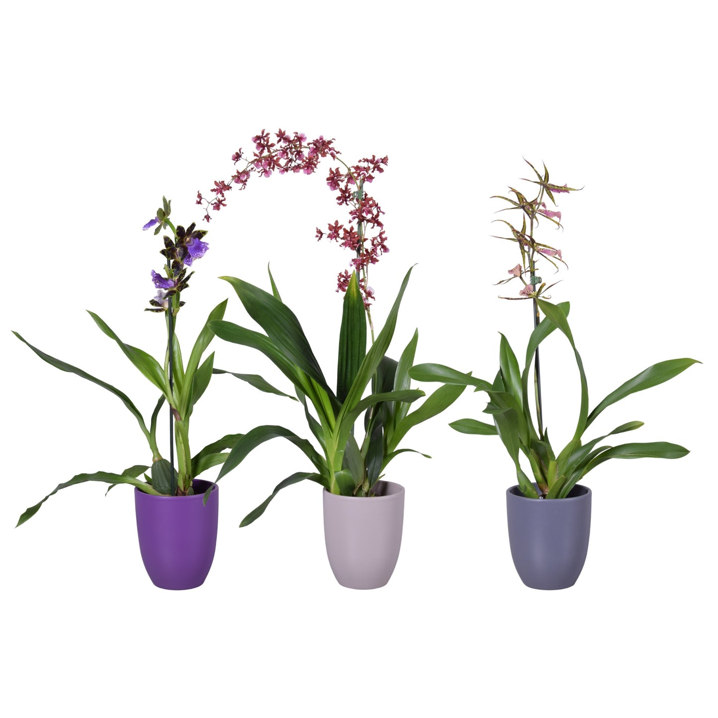 Orchideeën mix (+ drp.Carly mix) 55cm 14cm Pot