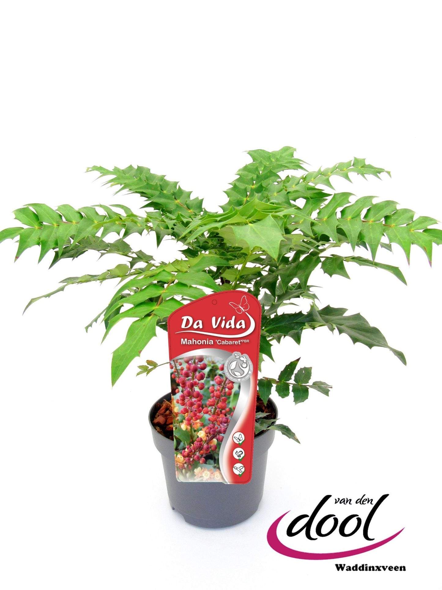 Mahonia Cabaret 30cm 19cm Pot
