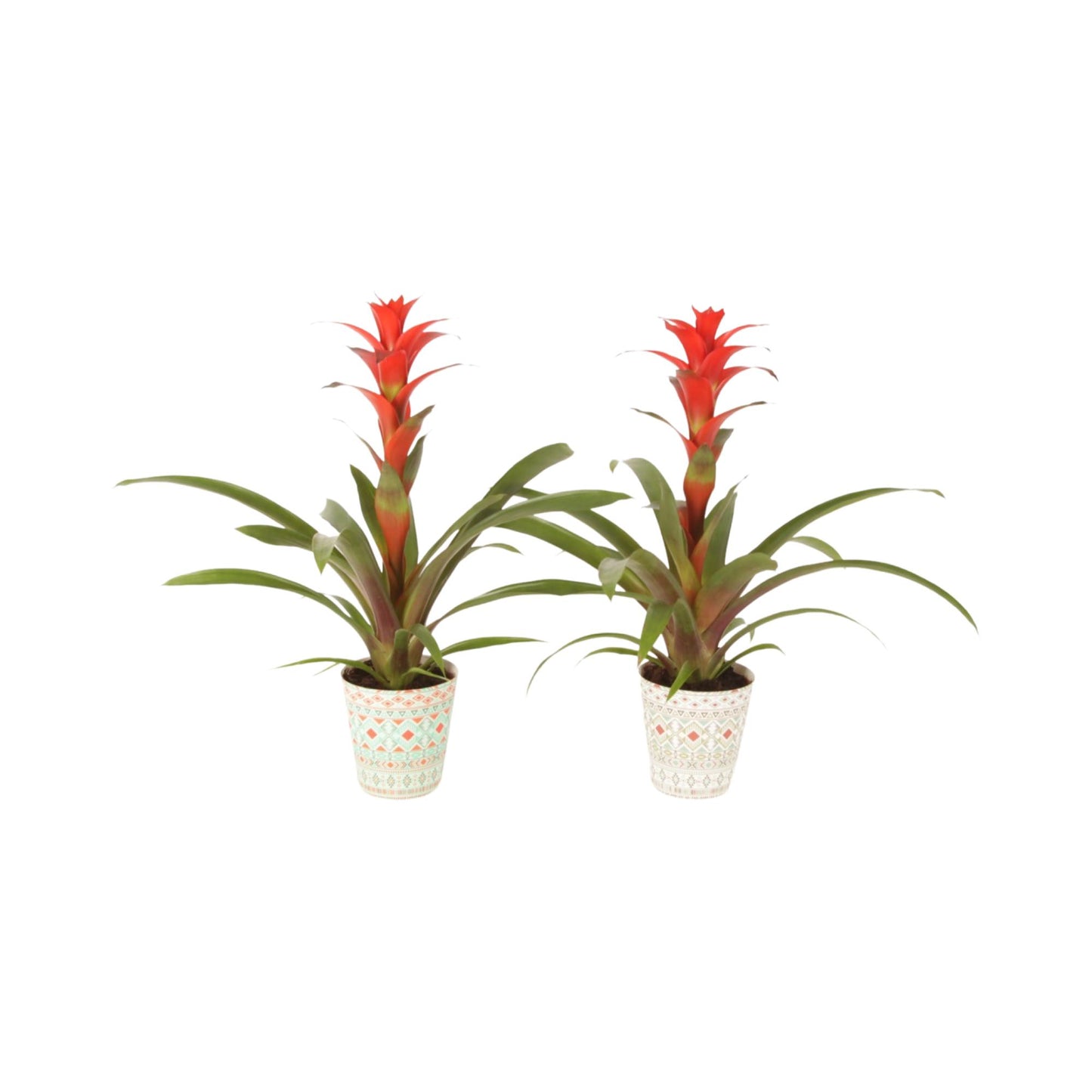 Guzmania Allura 45cm 12cm Pot