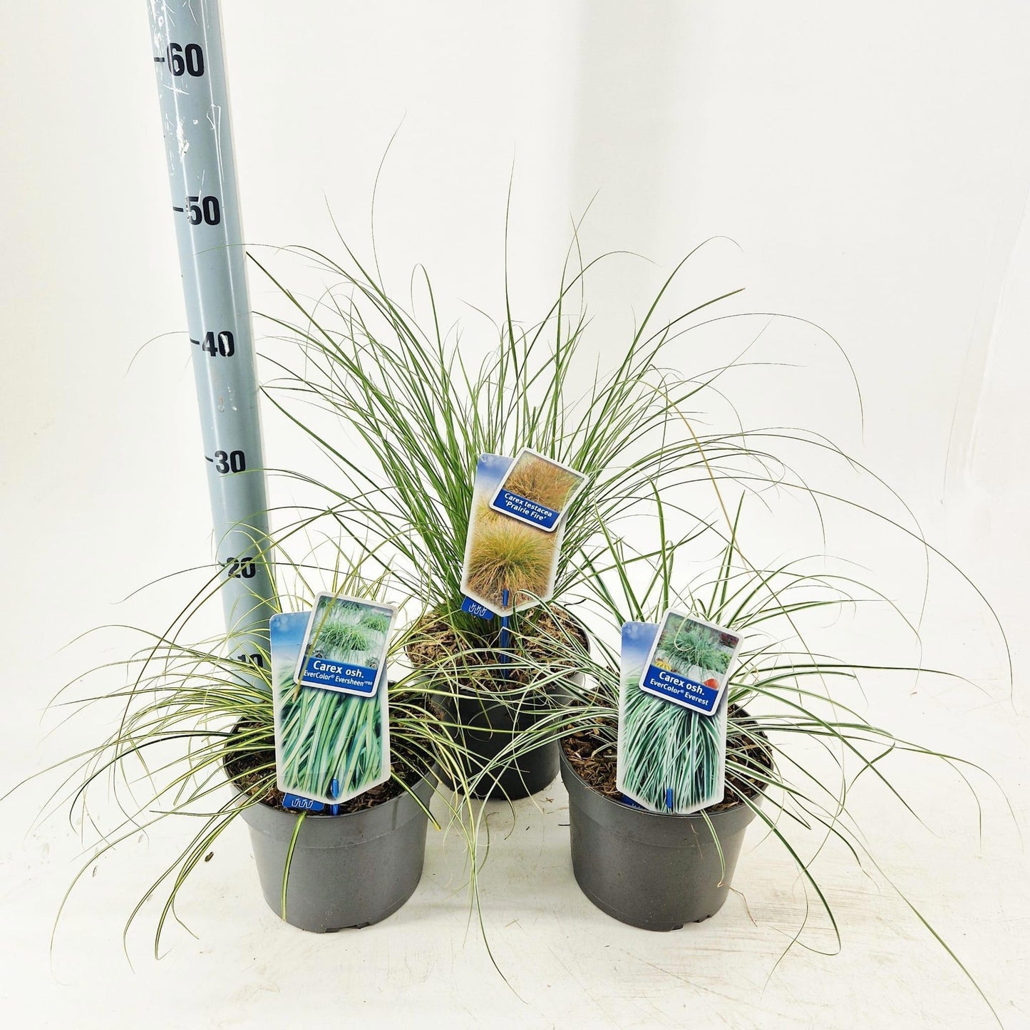 Carex osh. Evercolor mix 35cm 17cm Pot