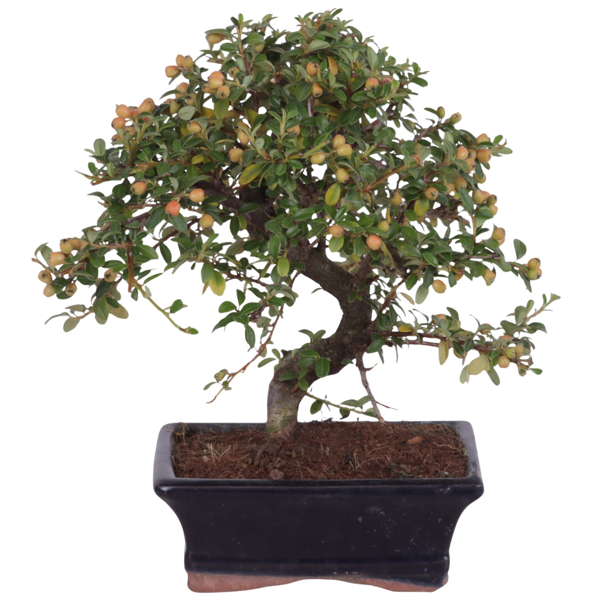 Bonsai Metasequoia Forest 30cm 15cm Pot