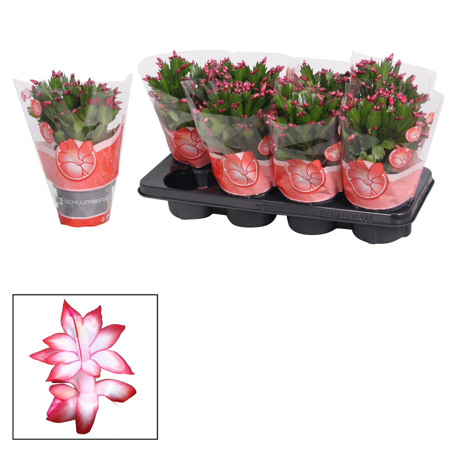 Schlumbergera Zaraika 27cm 13cm Pot