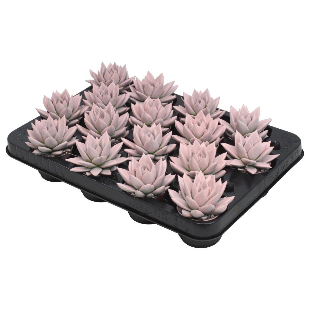 Amigo Plant VOF Echeveria colored Pastel pink Pack of 16