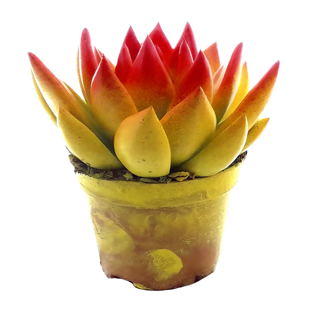 Echeveria colored yellow 8cm 6cm Pot