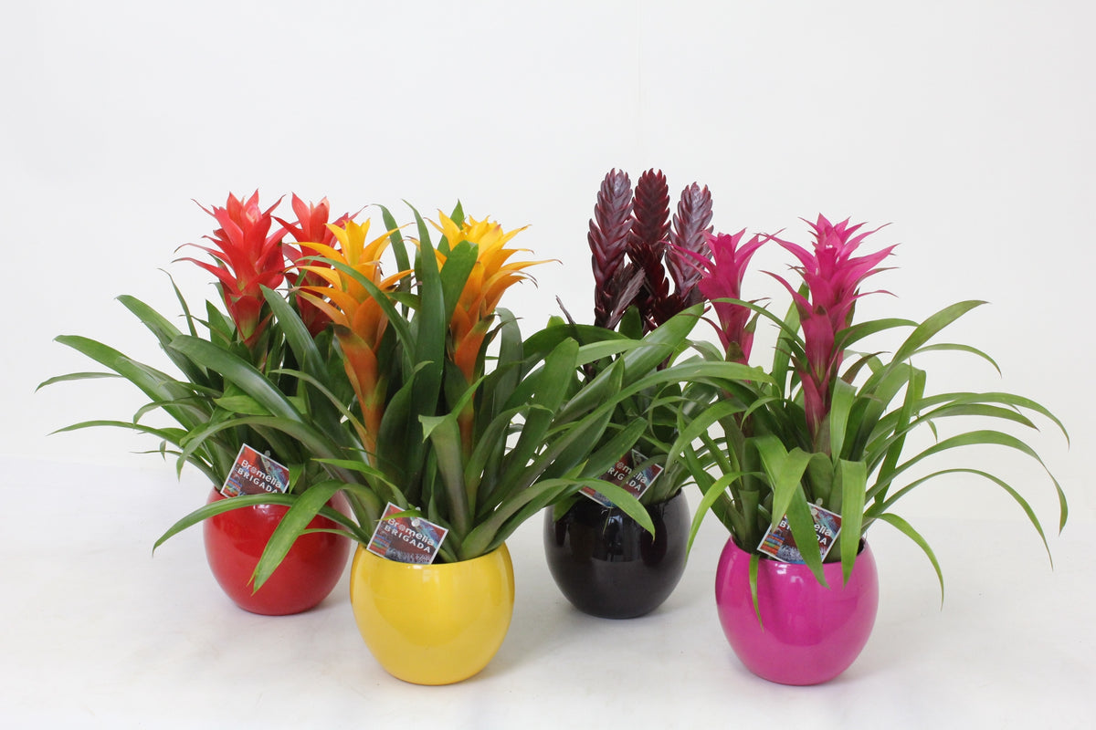 Bromelia mix 50cm 16cm Pot