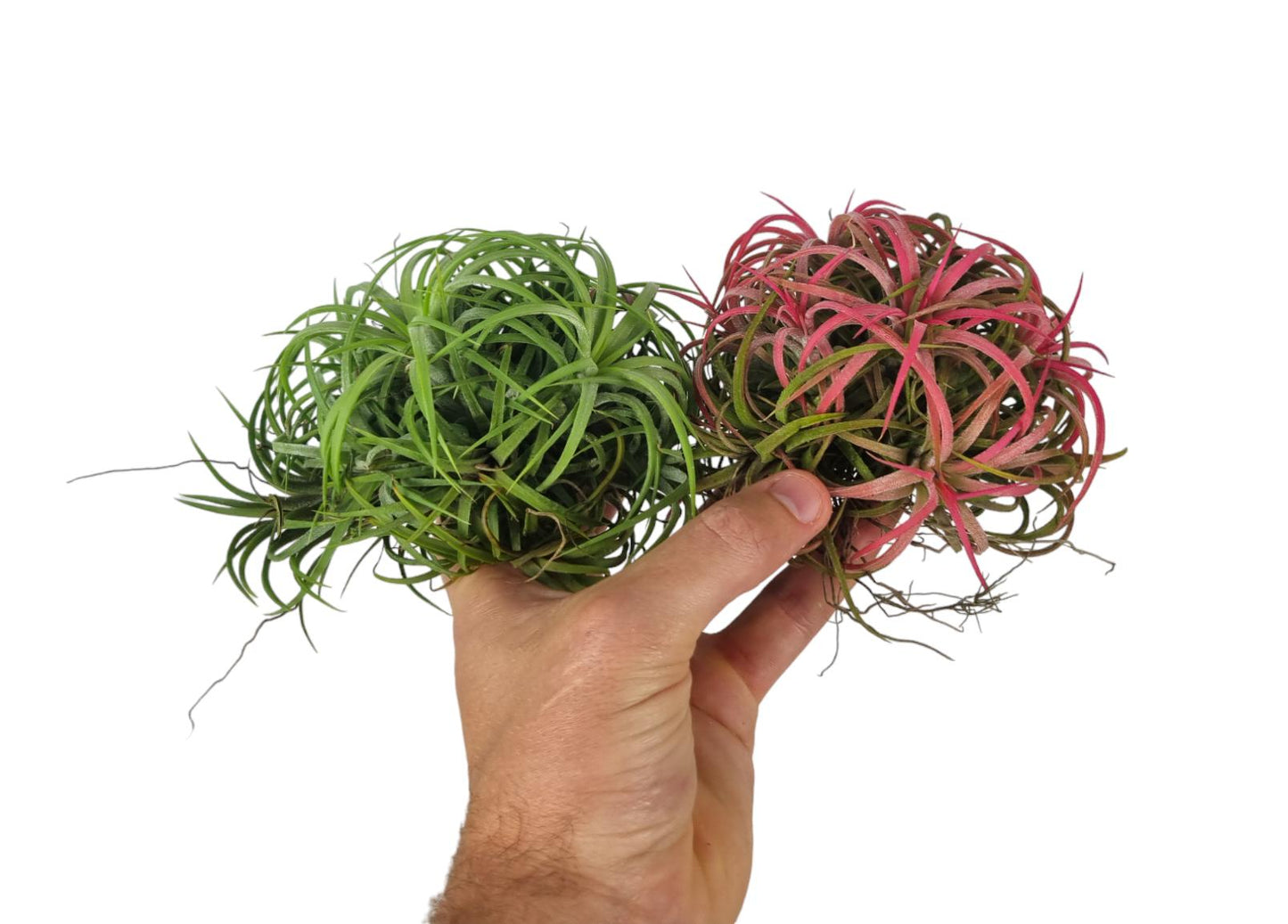 Tillandsia ionantha 10cm 12cm Pot