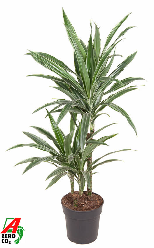 Dracaena fragrans Warneckei 45-15 100cm 19cm Pot