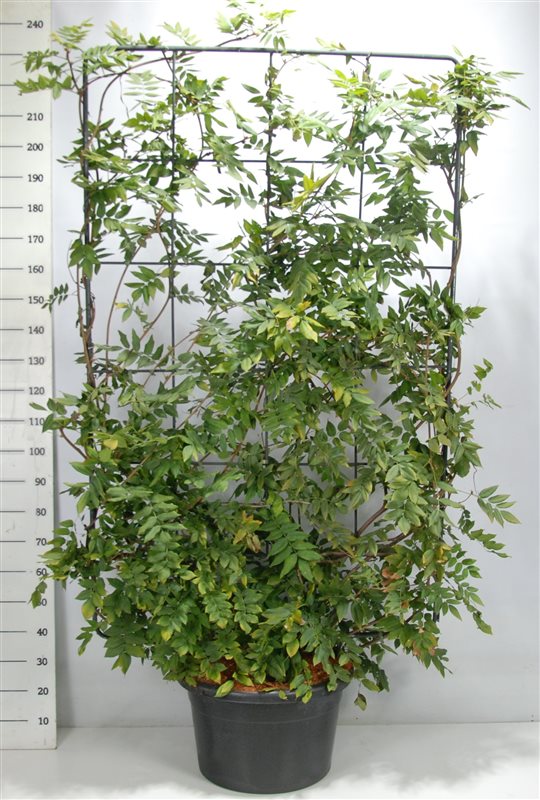 Wisteria Hybrid mix 240cm 60cm Pot