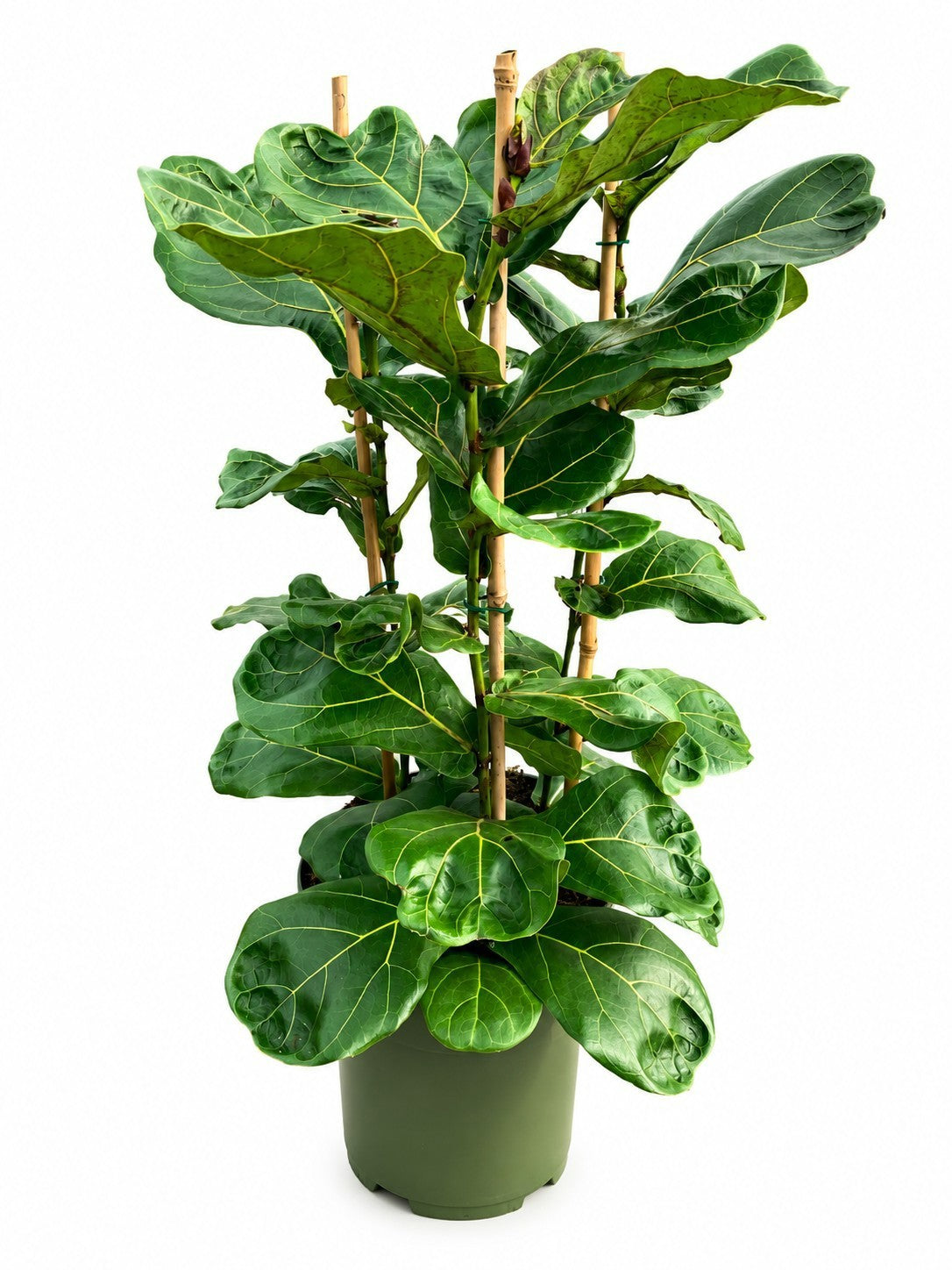 Ficus lyrata 100cm 27cm Pot