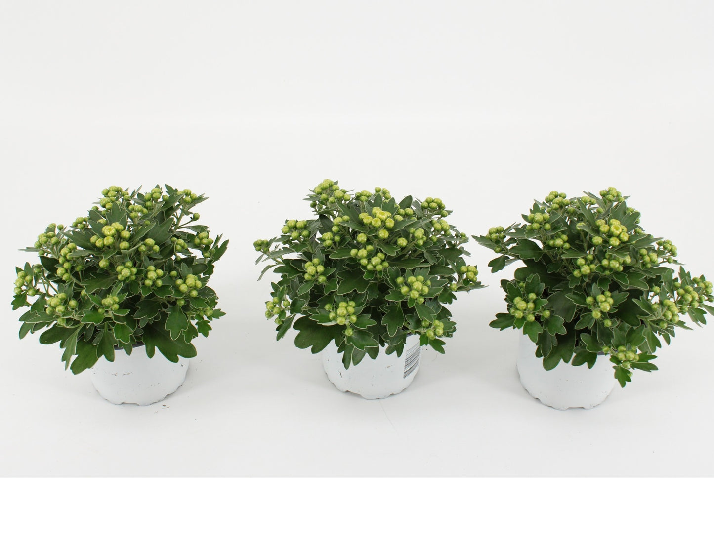 Kwintplant VOF Ajania Pacific White Pack of 15