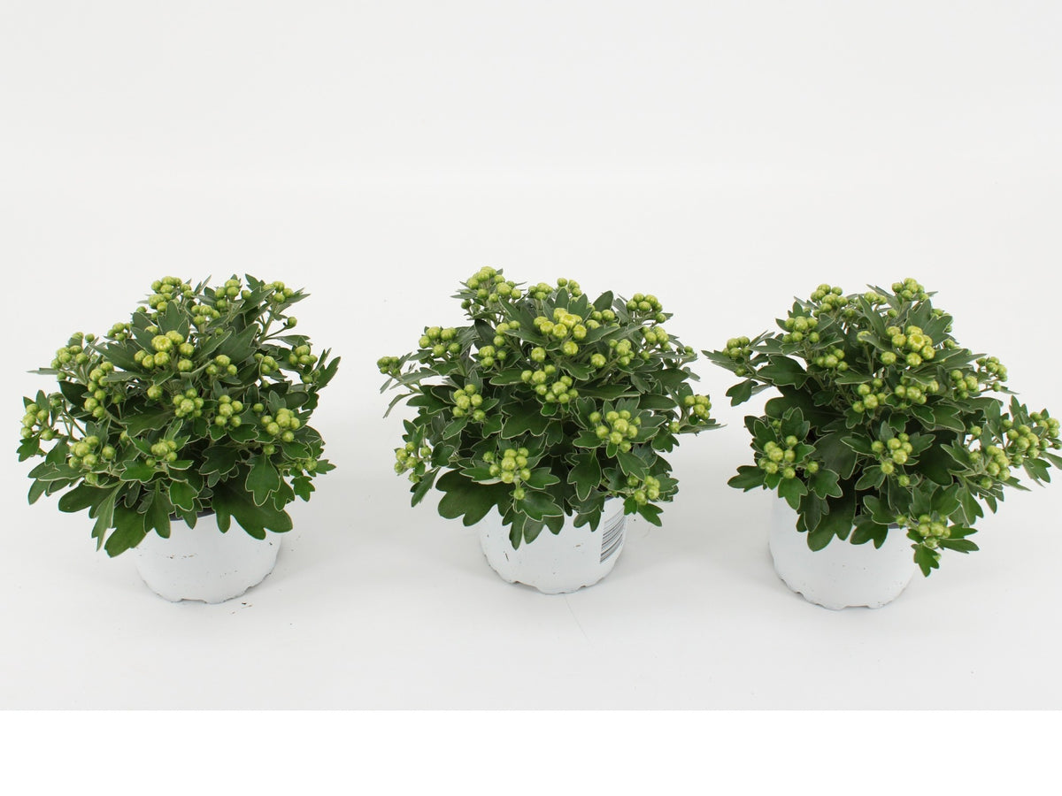 Ajania Pacific White 15cm 10.5cm Pot