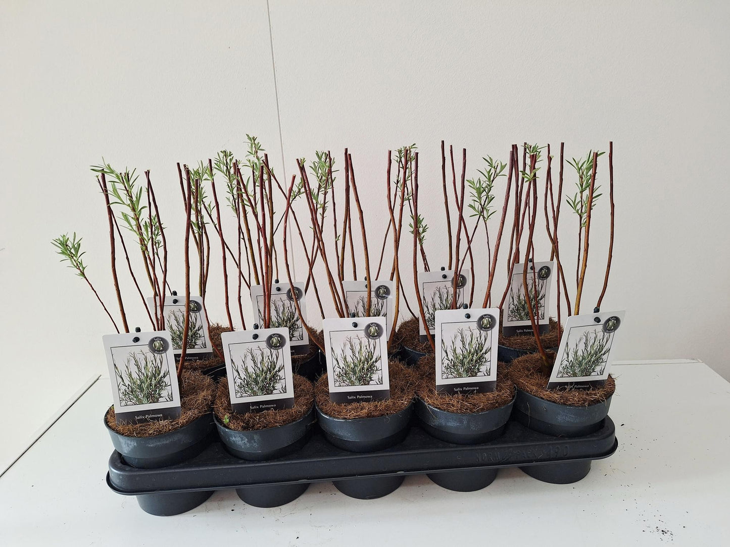 Salix alba mix 35cm 12cm Pot