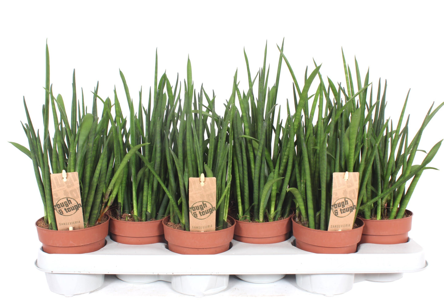 Sansevieria bacularis 40cm 510cm Pot